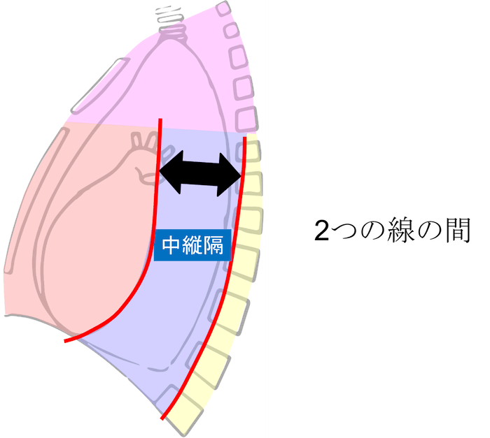 CT画像・図あり】縦隔とは？解剖・含まれる臓器をわかりやすく解説！